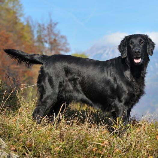 Flat Coated Retriever Dog Breed Information Purina